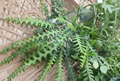 Ric Rac Cactus Cutting, Cryptocereus anthonyanus, Fishbone Orchid Cactus, Trailing Succulent, Live Epiphytic Plant Segment