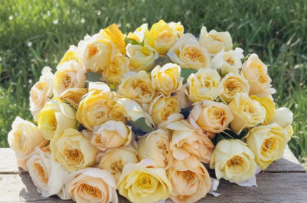 Moonlight Romantica Rose Cuttings - Unrooted 6-Inch Garden Ornamental Rose Rosa spp.