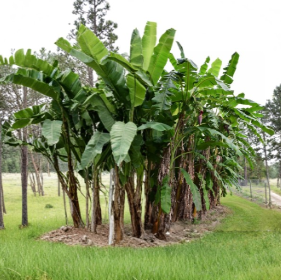 Blue Java Banana Plant Starter Tree - Musa Ice Cream, Tropical Foliage, Small Rooted Plant
