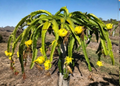 Organic Yellow Dragon Fruit Plant Cutting – 8-12 Inch Selenicereus megalanthus Climbing Cactus for Container & Garden