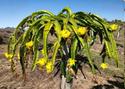 Organic Yellow Dragon Fruit Plant Cutting – 8-12 Inch Selenicereus megalanthus Climbing Cactus for Container & Garden