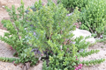 Sedum rupestre Angelina Stonecrop Succulent Cuttings - Perennial Ground Cover, Drought Tolerant, Bright Golden Foliage, Unrooted Lot of 20