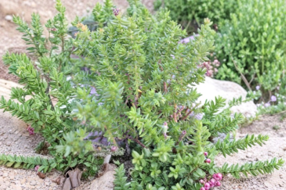 Sedum rupestre Angelina Stonecrop Succulent Cuttings - Perennial Ground Cover, Drought Tolerant, Bright Golden Foliage, Unrooted Lot of 20
