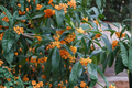 Apricot Echo Sweet Olive Osmanthus Fragrans Rooted Starter Plant Evergreen Fragrant Shrub for Garden or Container