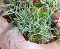 White Santolina Cuttings - Unrooted Aromatic Shrub for Hedges, Borders, Containers - Santolina chamaecyparissus
