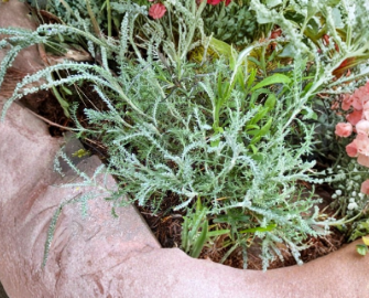 White Santolina Cuttings - Unrooted Aromatic Shrub for Hedges, Borders, Containers - Santolina chamaecyparissus