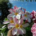Plumeria Rubra No-Root Cutting Pink White Yellow Frangipani Tropical Live Plant for Propagation
