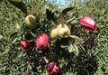 Apple Tree Cuttings 5 Pack Unrooted Scionwood for Grafting Malus domestica Fruit Tree Propagation