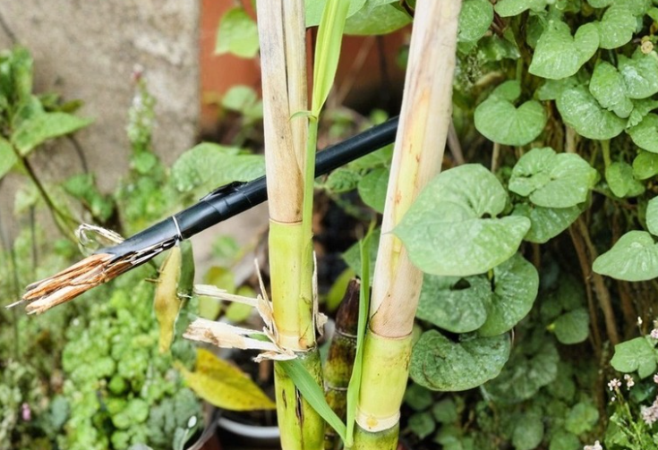 Green Sugarcane Cuttings Saccharum officinarum - Tropical Cane Stalks for Garden Growing