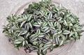 Tradescantia Zebrina Cuttings – 10 Unrooted Purple and Silver Trailing Houseplant Stems for Propagation