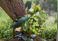 Variegated Monstera standleyana Cutting | 1 Node Philodendron Cobra Propagation Stem