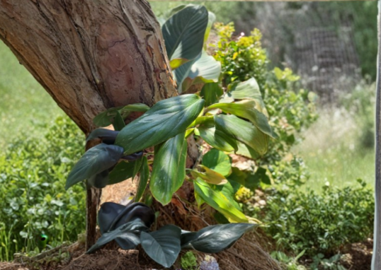 Variegated Monstera standleyana Cutting | 1 Node Philodendron Cobra Propagation Stem