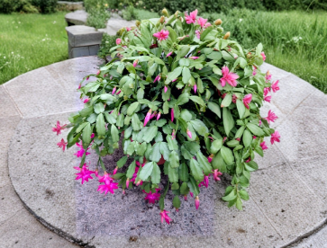 Christmas Cactus Cuttings 15 Unrooted Segments Schlumbergera Heirloom Holiday Plant for Propagation