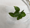 Golden Pothos Cuttings 4 Rooted Epipremnum Aureum Indoor Trailing Vine House Plant Starter