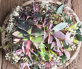 Purple Queen Fuzzy Purple Heart Cuttings Set of 10 - Tradescantia pallida Trailing Houseplant Propagation