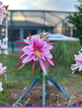 Dragon Fruit Cutting - Florida Asunta 5 Hybrid Hylocereus for Propagation, Climbing Cactus Stem, Fruiting Plant