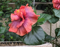 Cocoa Royale Hibiscus Cuttings 2 Pack Dark Burgundy Foliage Tropical Flowering Plant Stems for Rooting Ornamental Garden