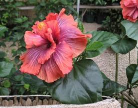 Cocoa Royale Hibiscus Cuttings 2 Pack Dark Burgundy Foliage Tropical Flowering Plant Stems for Rooting Ornamental Garden