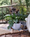 Black Bat Flower Rooted Starter Plant | Tacca chantrieri | Exotic Tropical Black Lily for Shade & Indoor Gardens