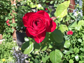 Kashmir Rose Unrooted Cuttings Set of 6 – Live Rose Shrub for Propagation and Garden Planting Rosa ‘Kashmir’
