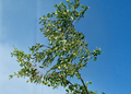 Sherwood Jujube Scionwood Set of 2, 8-Inch Unrooted Graft Cuttings, Ziziphus jujuba ‘Sherwood’ Fruit Tree Propagation