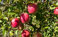 Unrooted Plum Tree Cuttings Organic Fruit Tree Propagation Prunus spp. 3 Pack