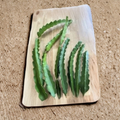 American Beauty Dragon Fruit Cuttings Set of 4 Large Unrooted Selenicereus Hybrid Climbing Cactus