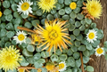 Fenestraria Rhopalophylla Seeds 20 Count Baby Toes Succulent Plant Seeds Mesemb Perennial Green to Bluish-Green