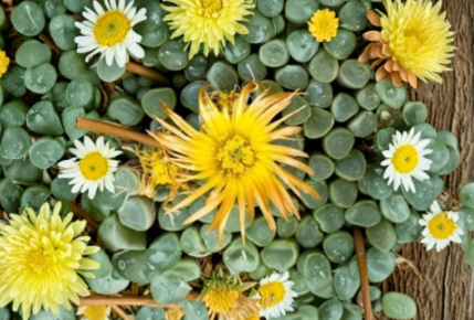 Fenestraria Rhopalophylla Seeds 20 Count Baby Toes Succulent Plant Seeds Mesemb Perennial Green to Bluish-Green