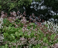 Fairy Crassula Succulent Cuttings - Crassula multicava Groundcover, Mixed Rooted & Unrooted, Green Foliage, Easy Propagation