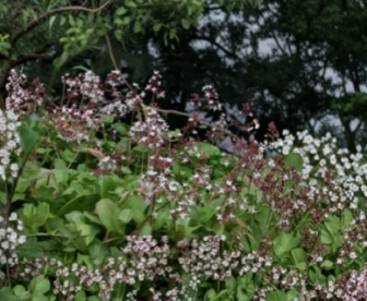 Fairy Crassula Succulent Cuttings - Crassula multicava Groundcover, Mixed Rooted & Unrooted, Green Foliage, Easy Propagation