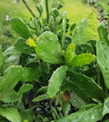 Prickly Pear Cactus Pads 5-10 Inches Opuntia ficus-indica Edible Perennial Succulent Cuttings
