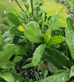 Prickly Pear Cactus Pads 5-10 Inches Opuntia ficus-indica Edible Perennial Succulent Cuttings