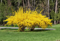 Yellow Forsythia Hardwood Cuttings – Dormant Unrooted Propagation Material, Golden Bush, Forsythia spp.