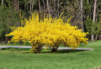 Yellow Forsythia Hardwood Cuttings – Dormant Unrooted Propagation Material, Golden Bush, Forsythia spp.