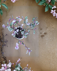 Tradescantia Nanouk Cuttings - Unrooted Trailing Houseplant Stems with Pink, Purple & Green Foliage - Tradescantia cerinthoides