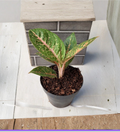 Aglaonema Queen Red Valentine Rooted Starter Plant - Pink Red Foliage Indoor Houseplant, Chinese Evergreen