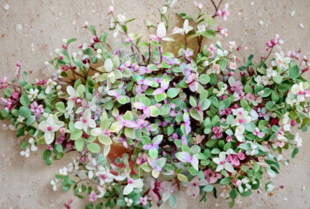 Pink Lady Callisia Repens Turtle Vine Live Cuttings - Trailing Houseplant with Pink, Green & Cream Foliage