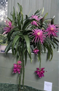 Connie Mayer Dragon Fruit Cuttings – 8-12 Inch Unrooted Pitaya Cactus Stems for Propagation, Climbing Tropical Fruit Vine, Hylocereus sp.
