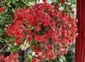 Red Kalanchoe Blossfeldiana Cuttings – Unrooted Succulent Flowering Plant Stems for Propagation, Bright Red Blooms