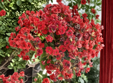Red Kalanchoe Blossfeldiana Cuttings – Unrooted Succulent Flowering Plant Stems for Propagation, Bright Red Blooms