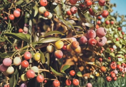 Live Arbequina Olive Tree Starter Plant - Small Rooted Olea europaea for Containers & Garden