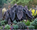 Black Ruffles Elephant Ear Starter Plant | Colocasia esculenta | Dark Ruffled Foliage | Tropical Ornamental Plant