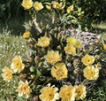 Brittle Prickly Pear Cactus Cutting Unrooted Segment Opuntia fragilis Cold Hardy Succulent