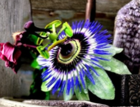 Blue Crown Passion Flower Starter Plant, Passiflora caerulea, Climbing Vine for Garden & Containers
