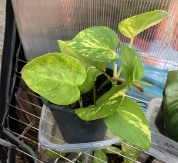 Rooted Pothos Cuttings 6+ Inches Epipremnum aureum Indoor Outdoor Houseplant Lot of 4