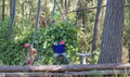Red Apple Aptenia Cuttings 7 Pack | Baby Sunrose Succulent Ground Cover | Aptenia cordifolia | Drought Tolerant, Bright Red Flowers