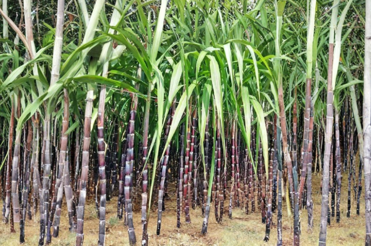 Purple Sugarcane Cuttings - 12 Inch Saccharum Officinarum Stalks for Planting & Propagation