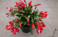 Red Christmas Cactus Exotic Dancer Cuttings – 3 Unrooted Schlumbergera Stem Segments for Indoor Holiday Flowering Plant