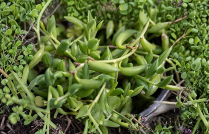 String of Bananas Succulent Cuttings 8 Stems 6 Inch Trailing Curio Radicans for Propagation